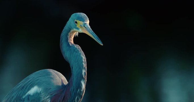 Spectacular close-up of a Tricolored Heron