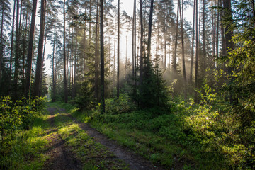 Obraz premium natural sun light rays shining through tree branches in summer morning