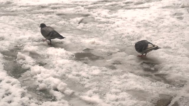 pigeons in the winter in the snow