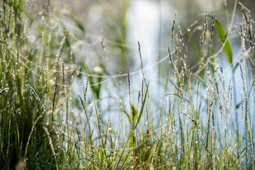 misty morning by the lake