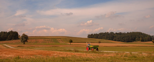Obraz premium rural landscape with wheat field and blue sky