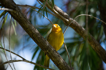 Yellow bird on a tree trunk.