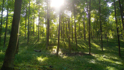  Forest Afternoon, warm sunlight, nature, young trees, tree trunk, green forest, lush vegetation, bloom, rays