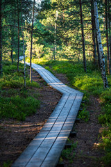Obraz premium wavy wooden foothpath in swamp forest tourist trail