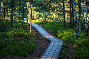 wavy wooden foothpath in swamp forest tourist trail