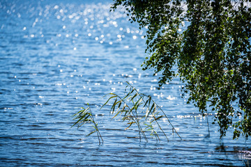 fresh green tree leaves on blue water blur background