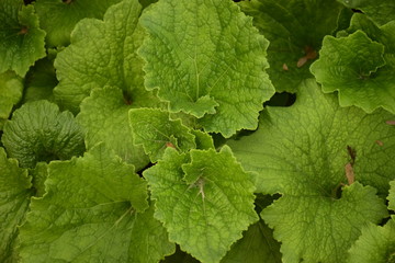 Green leaves