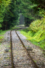 wavy log railway tracks in wet green forest with fresh meadows