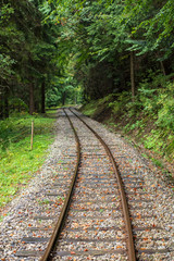 Fototapeta premium wavy log railway tracks in wet green forest with fresh meadows