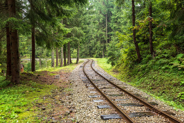 wavy log railway tracks in wet green forest with fresh meadows