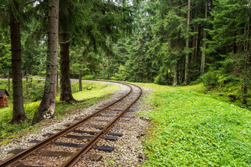 Obraz premium wavy log railway tracks in wet green forest with fresh meadows