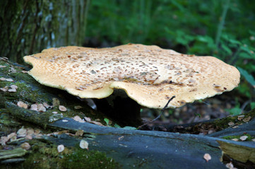 The old mushroom
