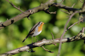 Ein farblich auffälliger Singvogel ist das Rotkehlchen