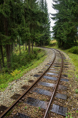 wavy log railway tracks in wet green forest with fresh meadows