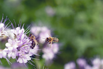 Delightful bee, sitting on a beautiful purple flower. The collection of honey in the summer. Bee on meadow flowers, collects nectar. Summer honey harvest.
