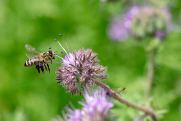 Delightful bee, sitting on a beautiful purple flower. The collection of honey in the summer. Bee on meadow flowers, collects nectar. Summer honey harvest.