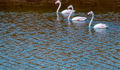Adult pink flamingo are swimming in a pond 