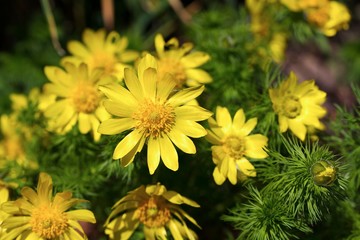 Frühlings-Adonisröschen (Adonis vernalis), alte Arzneipflanze mit herzwirksamen Inhaltsstoffen  