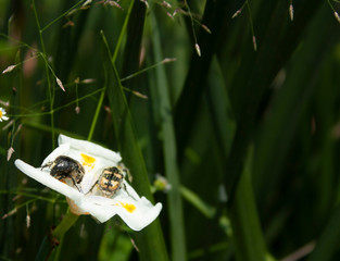 Pair of insects on white flower in the middle of the forest in Mexico City