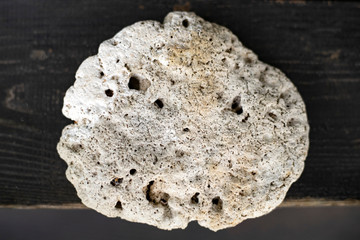 Porous stone shell rock, lies on a dark surface. Interior decoration.