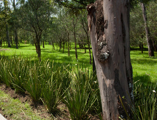 Lichens on tree bark in the forest of Mexico City, landscape gift of the rainy season