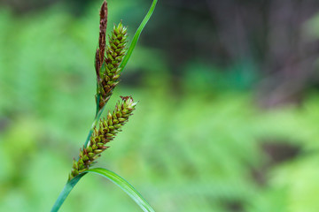 Grass