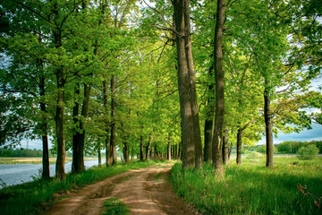 Fototapeta premium Beautiful landscape with road in summer oak forest.