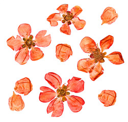 Closeup pressed and dry  large pale red flowers and petal set of quince plant. Blossom of japonica...