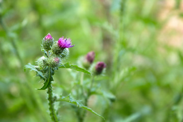 pink milk thistle herbal plant blossoming in a field