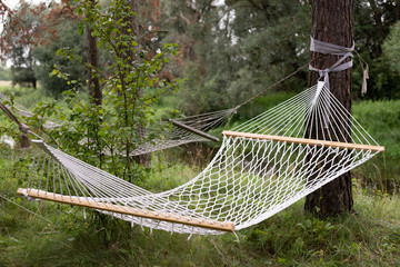 Two hammocks are tied to trees in the forest. Outdoor activities. Hammock in the pine forest.
