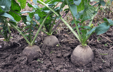 Radish black winter