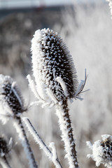 Wilde Karde, Dipsacus fullonum, Distel im Winter