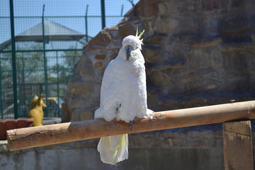  look of a bird