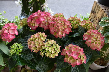 hydrangea in the flower shop