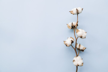 Cotton flower on pastel pale blue paper background, overhead. Minimalism flat lay composition for bloggers, artists, social media, magazines. Copyspace, horizontal