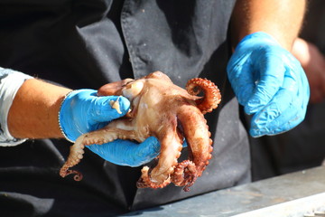 Cook cleans and prepares an octopus for cooking on the grill