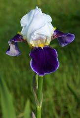 The flower of a bearded iris