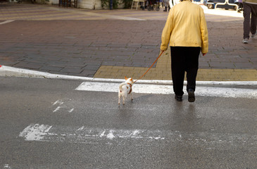 Dog and woman crossing street