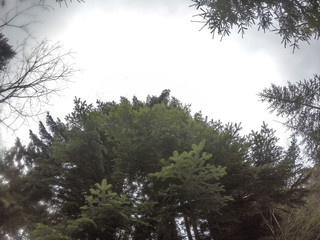 Winter forest with pine trees and fir trees. Snow. Snow-covered trees. Ukrainian Carpathian Mountains.