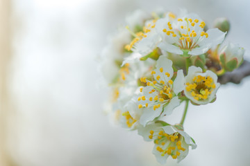 Flowers of Nanking cherry, Prunus tomentosa, Korean, Manchu, downy, Shanghai, Ando, mountain, Chinese bush, or Chinese dwarf cherry on the branches. Designer tinted in green.