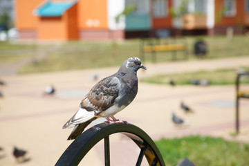 pigeon on street