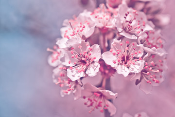 Flowers of Nanking cherry, Prunus tomentosa, Korean, Manchu, downy, Shanghai, Ando, mountain, Chinese bush, or Chinese dwarf cherry on the branches. Designer tinted in pink and blue.