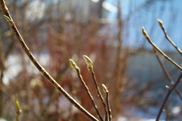 Magnolia buds  in my organic garden