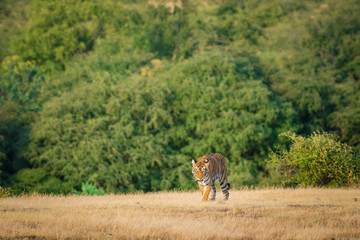 A tigress in a nature habitat. She was with her cubs and taking a rest in open grass field in a...