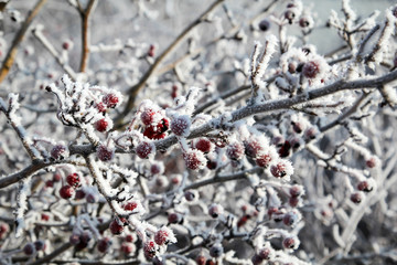Hagebutte im Raureif