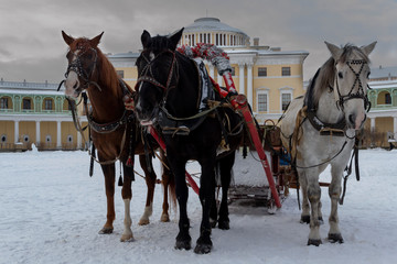 Naklejka na ściany i meble the Russian Troika of horses goes on the snow road in winter day