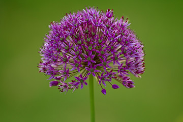 alium