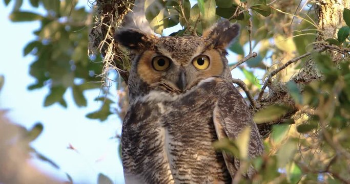 Great Horned Owl turns head quickly and looks at camera