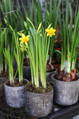 Potted daffodils, narcissus flowers blooming in the garden shop.