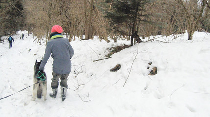 The girl walks two huskies in the winter forest. Dogs are walking. Winter trees and pines in the snow. Ukrainian Carpathian Mountains